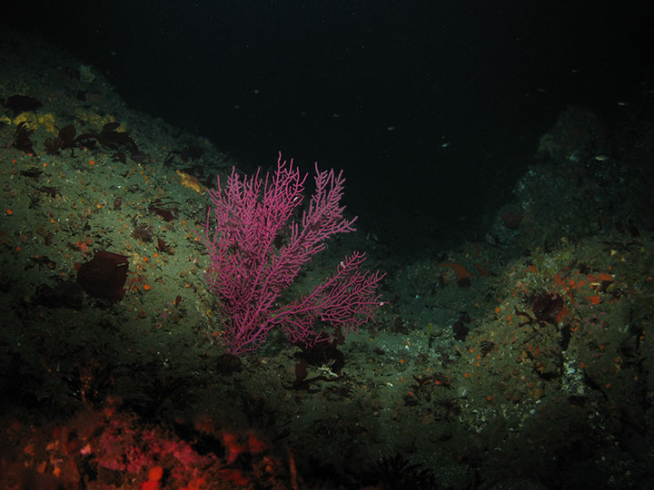 specks of orange cup coral dot the green mud of the sea floor, in a small valley a large fanning purple gorgonian sits, these animals are similar to coral with large branching stems